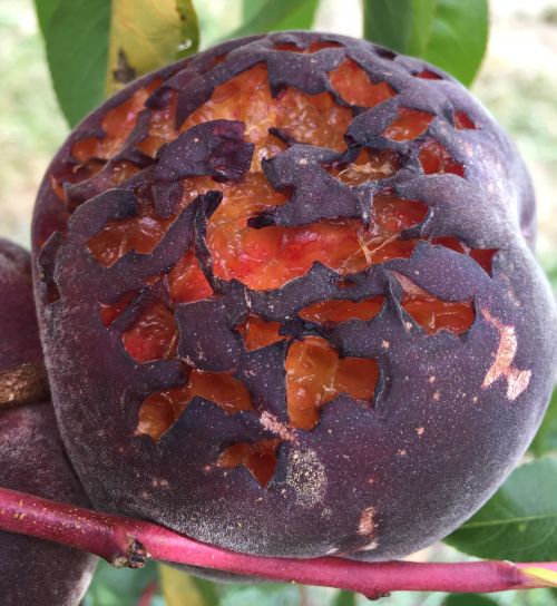 Birds are attracted to ripening fruit as it changes from green to yellow to red. Dark fruit are particularly attractive to birds. Peaches are also a good source of water for thirsty birds. Photo by Bill Shane, MSU Extension.