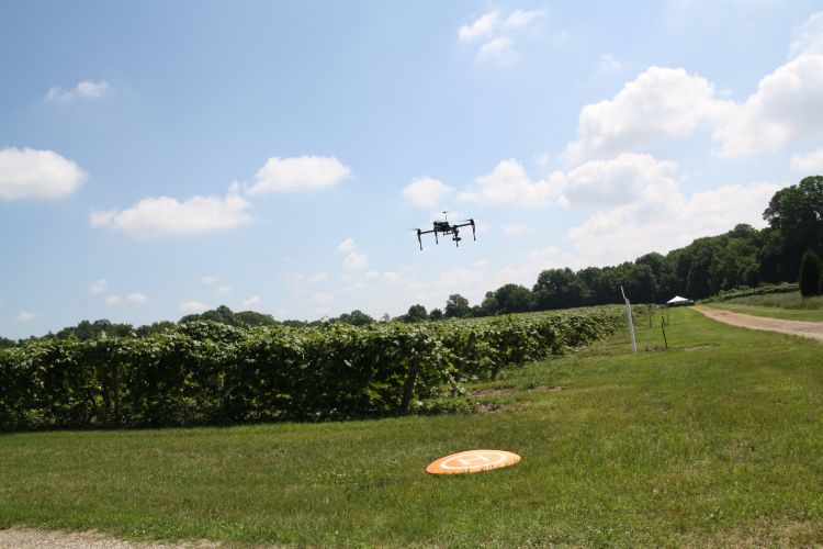 Drone flying over vineyard