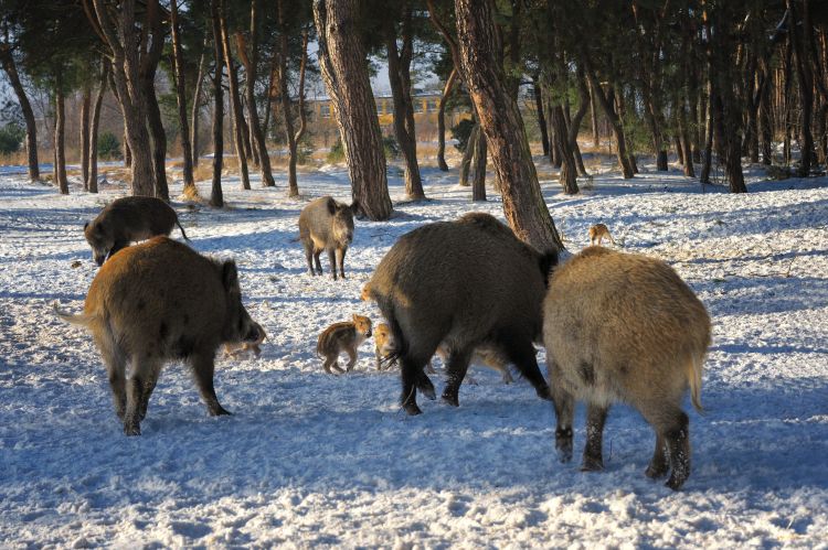 Feral swine in Michigan