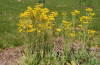 Round-leaved ragwort