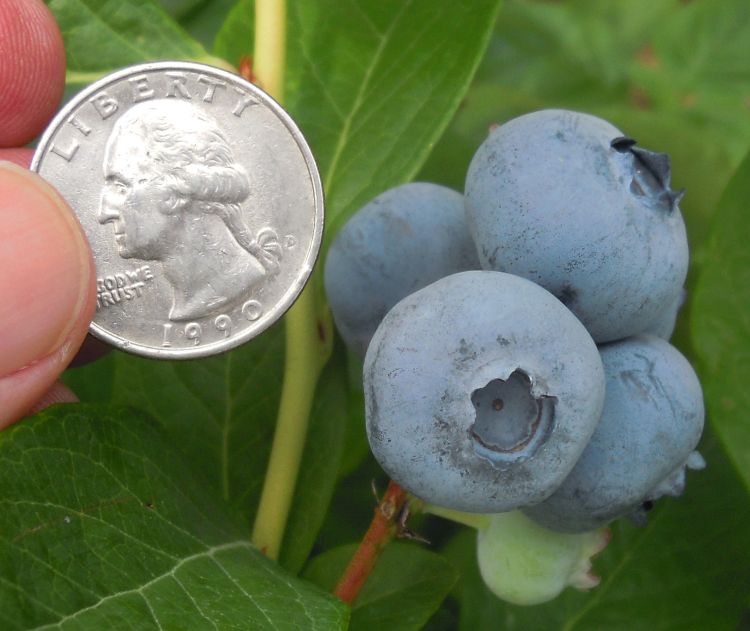 A light crop of blueberries means the size of first berries is very large. Photo by Mark Longstroth, MSU Extension