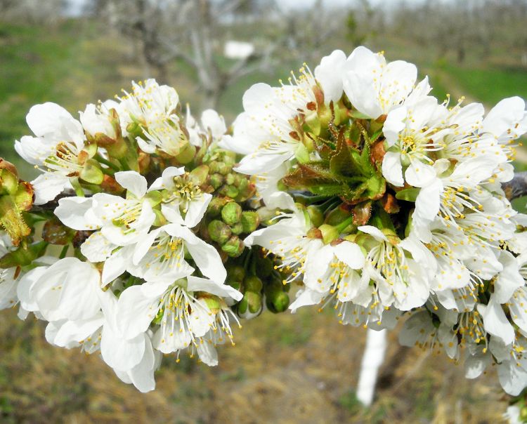 Sweet cherry bloom in Berrien County. Some of the pistils in these flowers were killed earlier in the month, others are fine. All the unopened flowers look good. Photo by Mark Longstroth, MSU Extension.