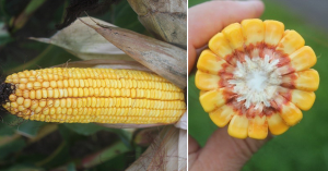 Corn struggling to mature in southwest Michigan