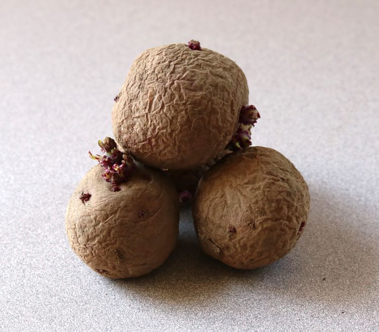 Seed potatoes with sprouts.