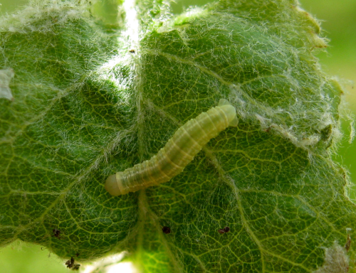  Later larval forms are brighter green with white stripes along the back and sides. 