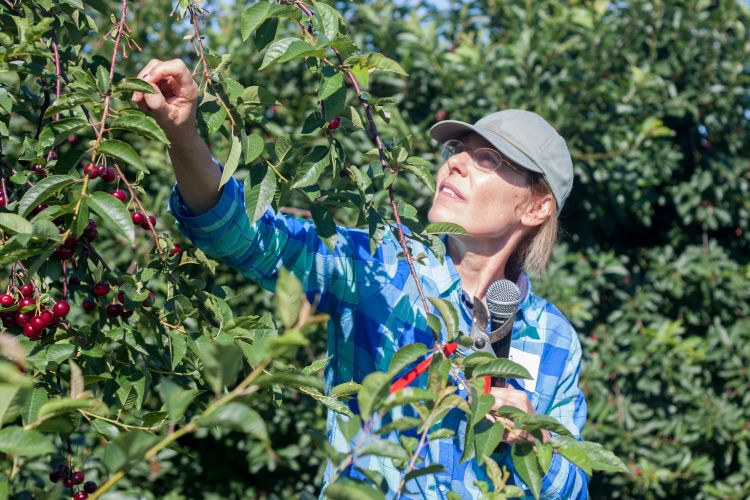 Amy Iezzoni’s extensive experience with plant breeding and the Rosaceae family made her a natural candidate to lead RosBREED.