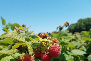 Southwest Michigan fruit update – July 16, 2019