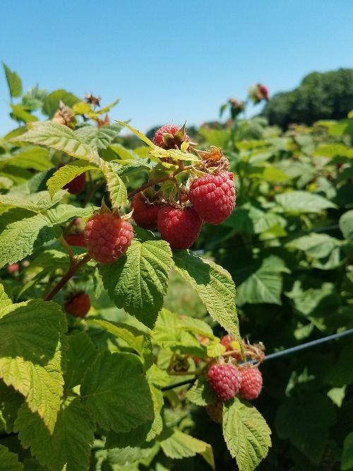 Red raspberries