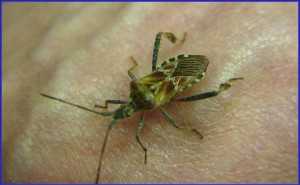 Western Conifer Seed Bug Plant Pest Diagnostics