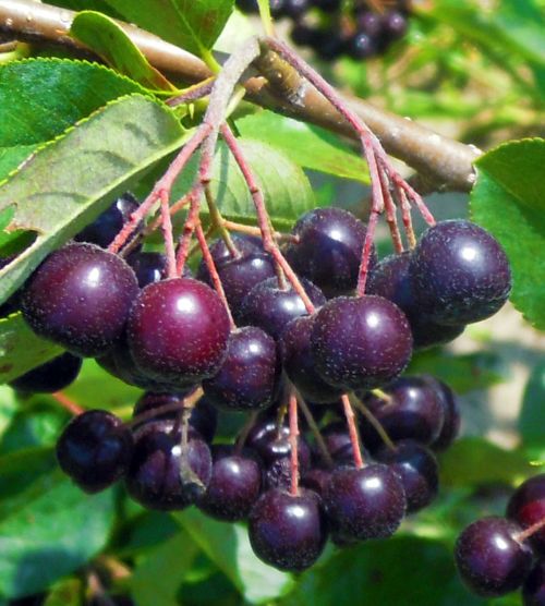 Aronia is a native fruit that some growers are investigating as an alternate enterprise on their farm. These berries in Van Buren County will be harvested in two or three weeks.