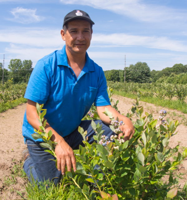 Man picking blueberries