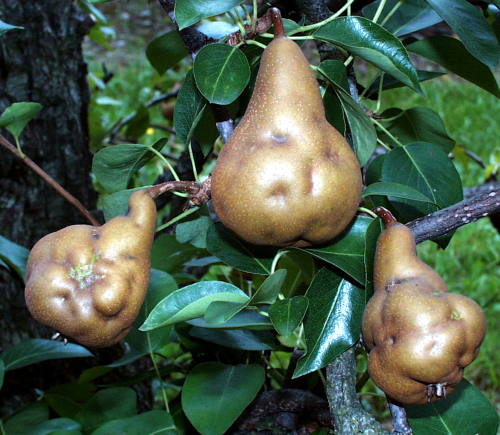 Heavily infected fruit are severely deformed, gritty and difficult to slice through.