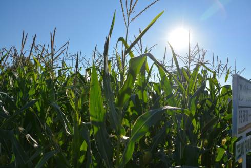 Michigan cornfield in the sunshine.