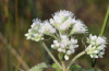 Common boneset flower