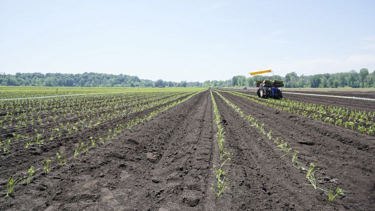 Farm workers plant seedlings