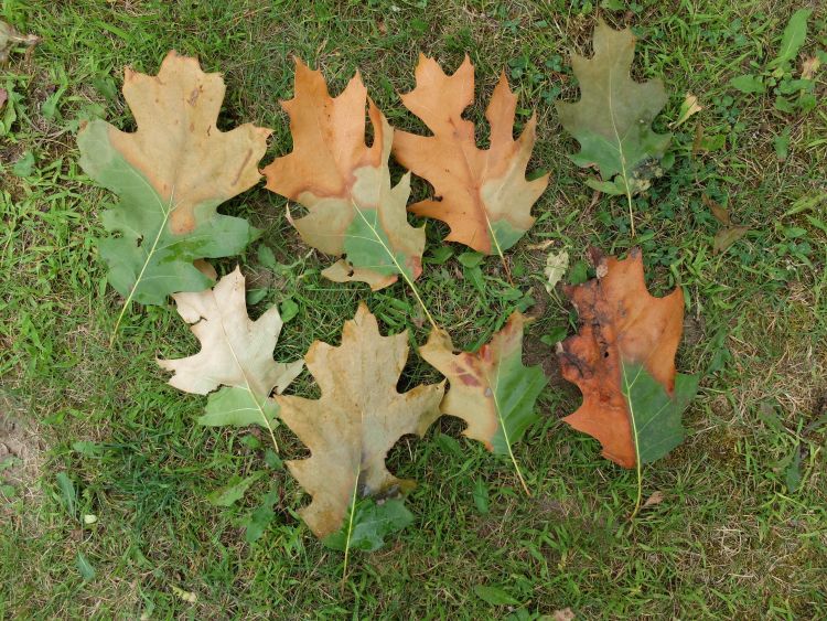 Leaves on the ground with browning leaf tips.