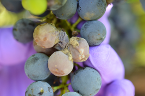 Late season cultural and chemical options for diseases in grapes—don’t wait!
