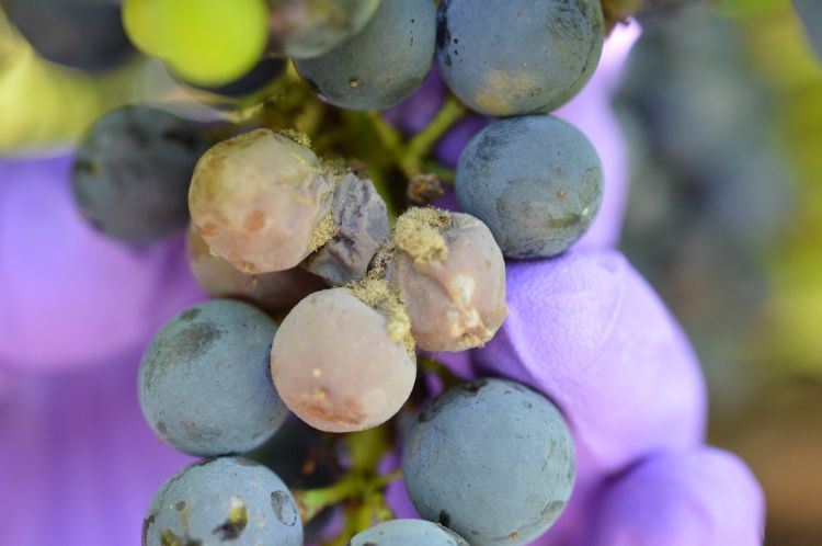 Botrytis bunch rot