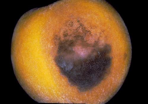  Botrytis-infected fruit develop a gray sporulation. 