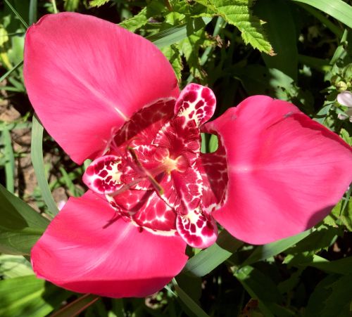 Mexican shellflowers, Tigridia pavonia, have three brightly colored petals on the outside and spotted or speckled petals on the inside. All photos by Patrick Voyle.