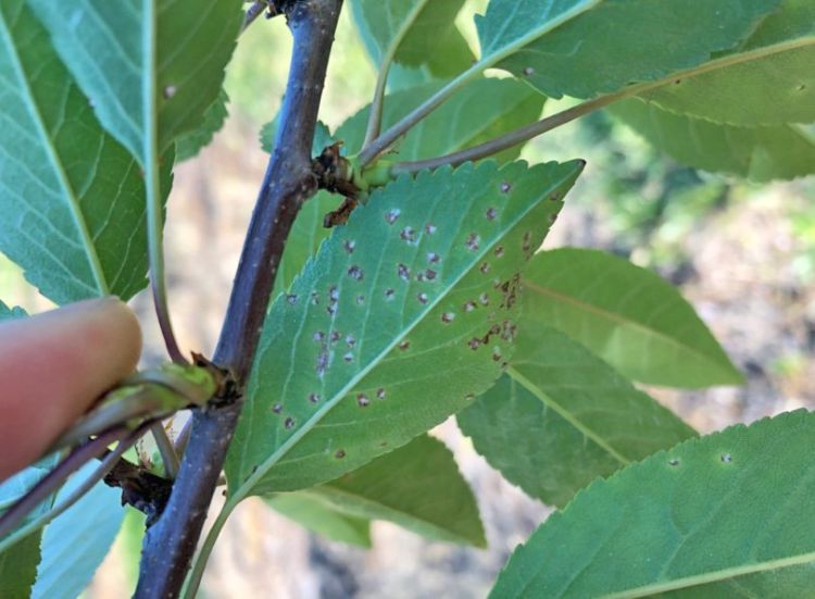 Cherry leaf spot disease