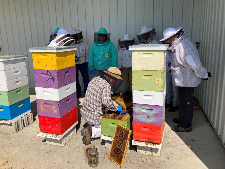 Beekeepers gathered around an open beehive.