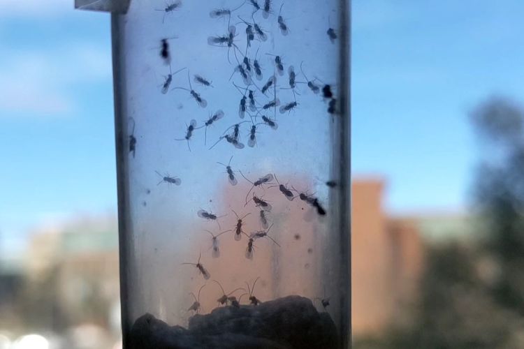 A plastic vial containing adult samba wasps on their first day on the MSU campus.