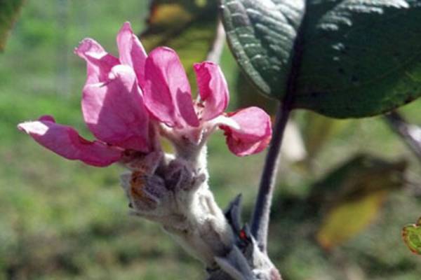 Apple i bud clearance