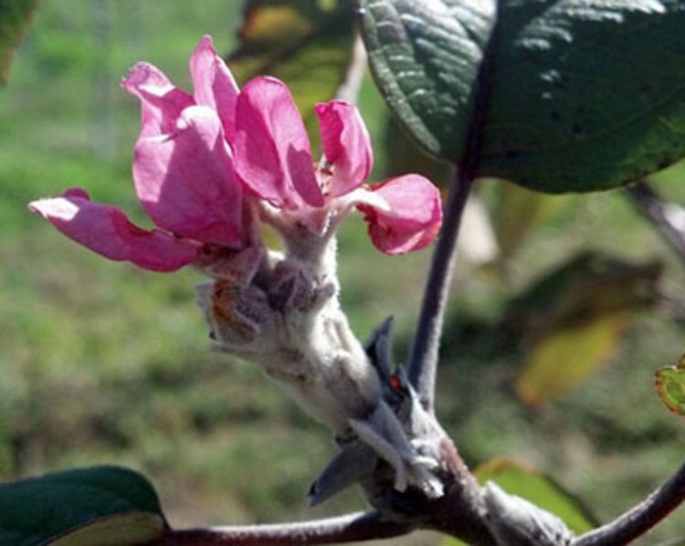 This apple flower cluster formed from a terminal bud at the end of the shoot after the shoot stopped growing. This is how and where apple flower buds normally form. Note that while the flowers are opening unevenly, they appear normal. Photo by Bill Shane.