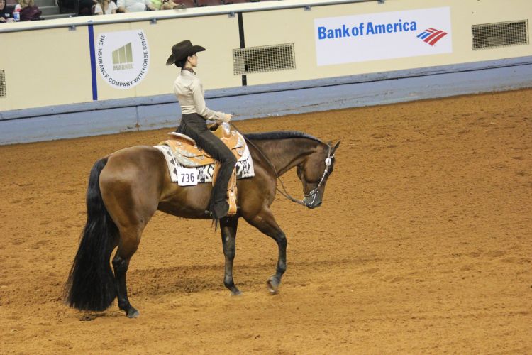 An American Quarter Horse competing in the popular class of western horsemanship. Photo credit: with permission from Kathy Anderson, eXtension | MSU Extension