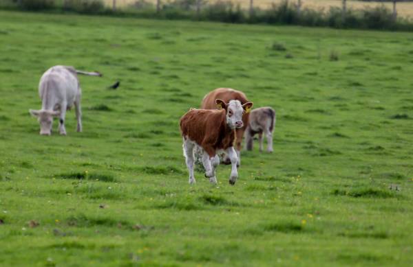 The Five Freedoms: A history lesson in animal care and welfare - 4-H Animal  Science