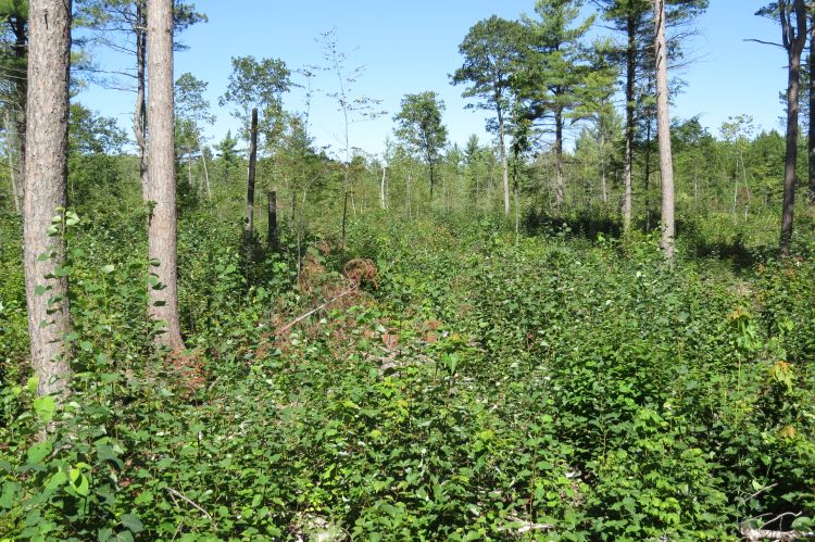 Aspen regeneration area with a red pine residual. Photo credit: Bill Cook l MSU Extension