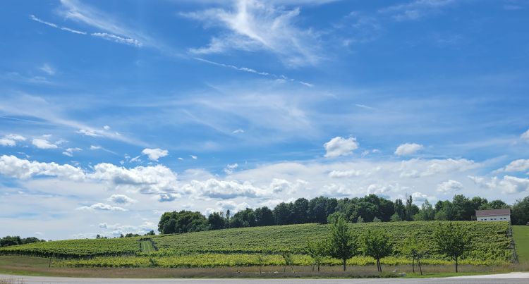 A grape vineyard.