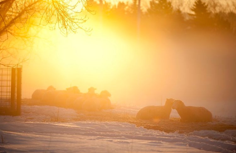 Sheep in winter