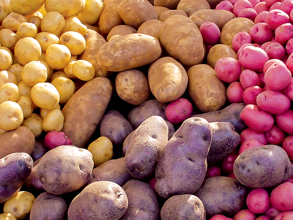 A mix of yellow, brown, red, and purple potatoes