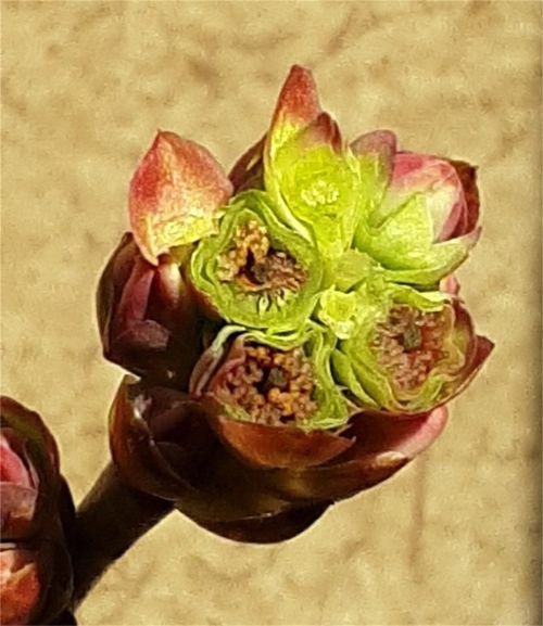 Bluecrop terminal flower clusters affected by freezing temperatures.