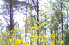 Paleleaf woodland sunflower