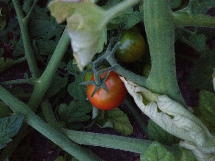 Summer crops just about ready to harvest in area hoop-houses include bell peppers, green beans and cherry tomatoes. 