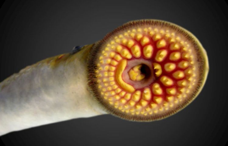 A close up picture shows the mouth of a sea lamprey, an invasive species in the Great Lakes.