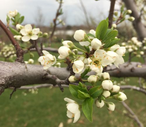 ‘Shiro’ Japanese plums are approaching full bloom. All photos courtesy of Bill Shane, MSU Extension.