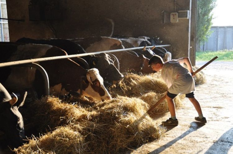 Boy in cattle barn.