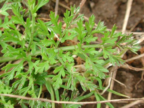  wild carrot2.jpg 