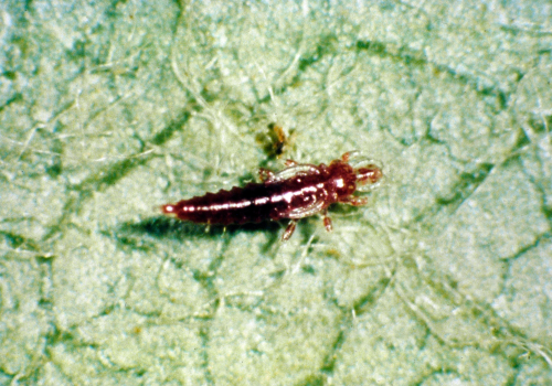  Nymph is nearly colorless after hatching, but soon turns a dark maroon as it matures. 
