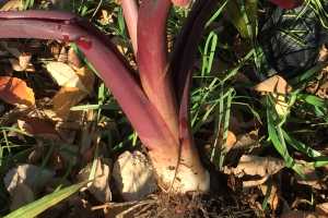 Storing And Saving Tender Plant Bulbs During Winter Msu Extension