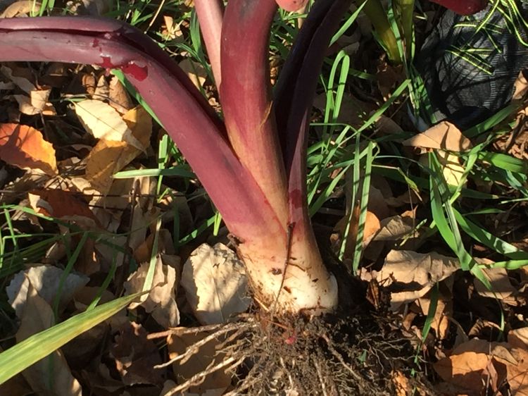 Colocasia, also known as Elephant Ear, bulb. Photo: Patrick Voyle.