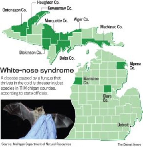 Map of Michigan counties were P. destructans has been identified.