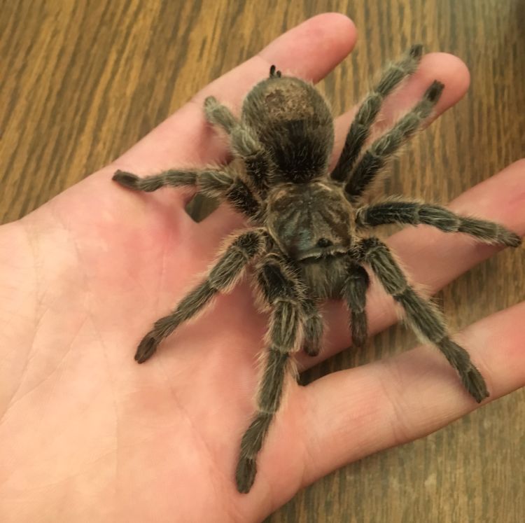 How Do You Show A Tarantula Msu Extension