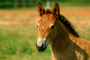 Update: Eastern equine encephalitis reported in Michigan horses
