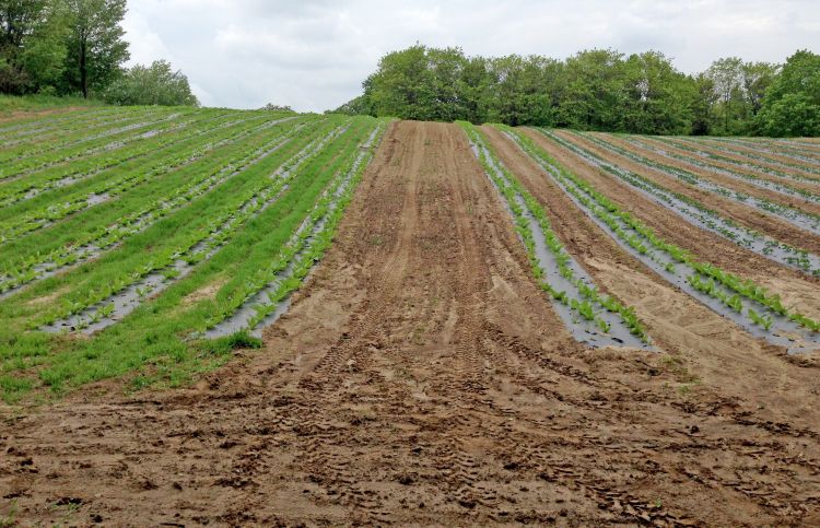 A field with plasticulture