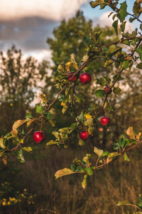 Apples in an orchard.